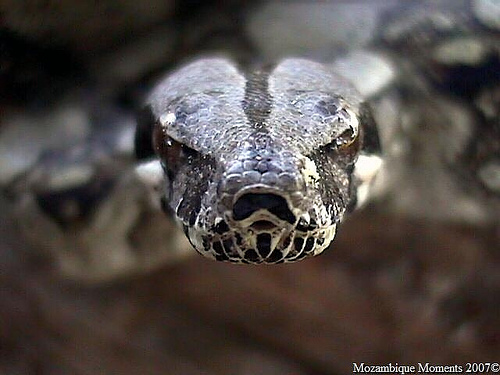 Close up boa.jpg [87 Kb]